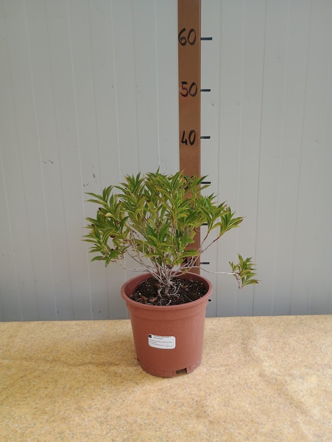 Weigela HYBRIDE PICOBELLA ROSA®